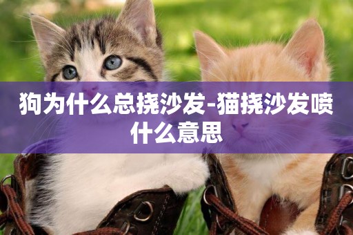 狗为什么总挠沙发-猫挠沙发喷什么意思